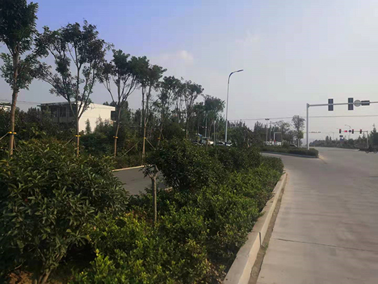道路绿化施工
